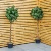 Woodside Artificial Topiary Bay Leaf Tree 4ft Indoor Outdoor Plant (pack Of 2) -Outdoor Living Shop ILLCTYUZMH2