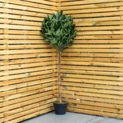 Woodside Artificial Topiary Bay Leaf Tree 4ft Indoor Outdoor Plant (pack Of 2) -Outdoor Living Shop NMZKHURSOGN