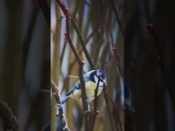 Woodside Waterproof Hunting/Photography BAK4 20-60x80 Spotting Scope + Accessories -Outdoor Living Shop hqdefault 3 3